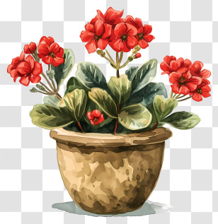 Kalanchoe Plant - Red Geranium Flowers In A Pot Transparent PNG