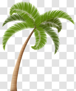 Leaf - Realistic Tropical Palm Tree Illustration Transparent PNG