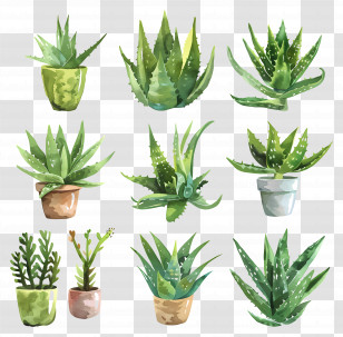 Aloe Vera - Watercolor Aloe Vera Plants In Decorative Pots Transparent PNG
