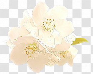 Rose - Mock Orange Transparent PNG