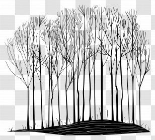 Forest - Black Tree Silhouettes In Monochrome Transparent PNG
