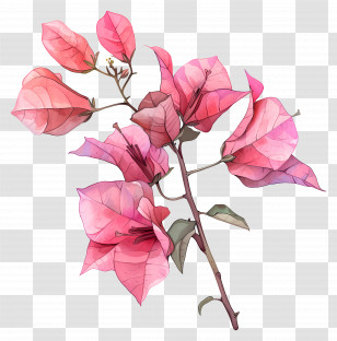 Bougainvillea Flower - Pink Bougainvillea Flower Illustration Transparent PNG