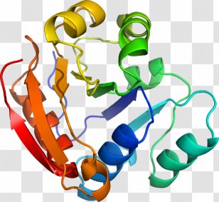 Body Jewellery Line Organism Clip Art - Medicago Transparent PNG