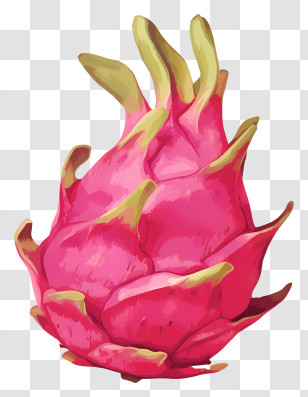 Pink Dragon Fruit - Bright Pink Dragon Fruit Illustration Transparent PNG
