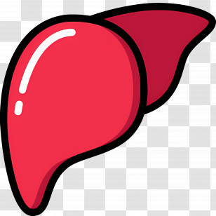 Liver - Red Liver Educational Illustration Transparent PNG