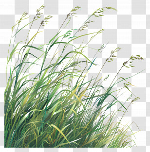 Long Grass - Green Grass Nature Illustration Transparent PNG