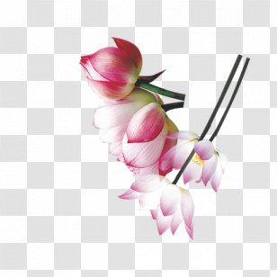 Floral Design Nelumbo Nucifera Wallpaper - Floristry - Mid-HD Multi-layer Material,Lotus Transparent PNG