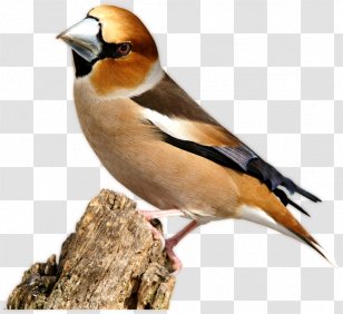 Finches Bird Bam Beak Nose - Sales Transparent PNG