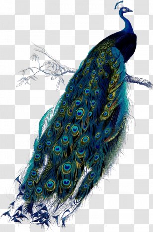 Peafowl Art Printmaking Poster Clip - Printing Transparent PNG