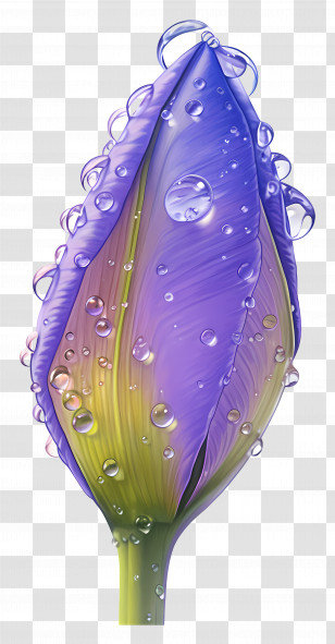 Purple Lily Bud - Iris Bud With Water Droplets Transparent PNG