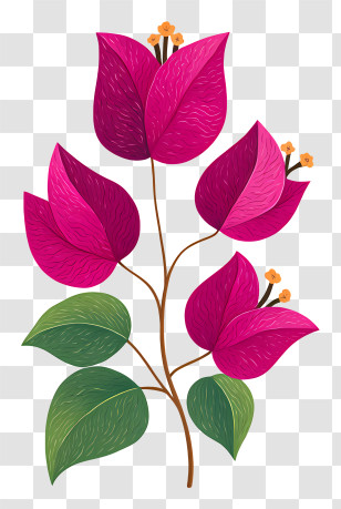 Bougainvillea Flower - Pink Leaves With Green Stems Transparent PNG