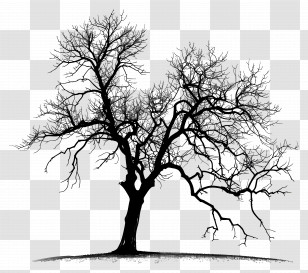 Tree - Silhouette Of A Bare Tree Transparent PNG