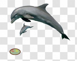 Spinner Dolphin Porpoise Clip Art Tucuxi - Tree - White Stripes Drummer Transparent PNG