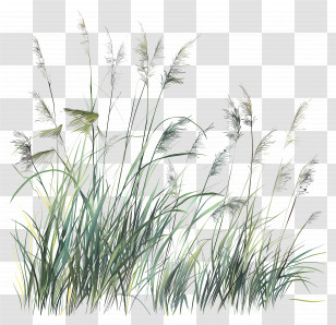 Long Grass - Tall Green Grass Illustration Transparent PNG