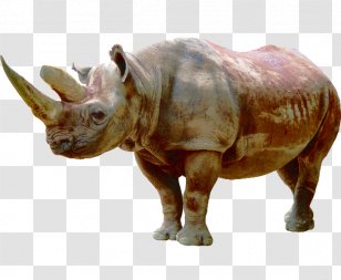 Rhinoceros Icon - Animal - Rhino Herbivores Transparent PNG