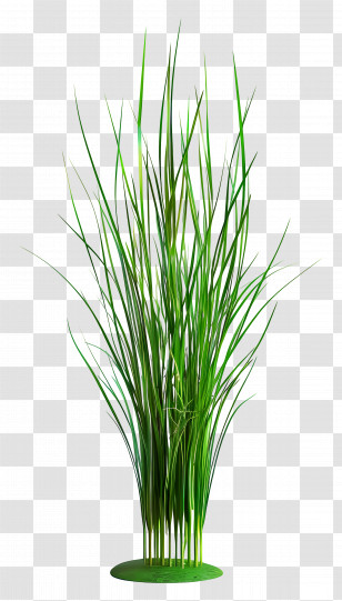 Grass Plant - Lush Green Grass Transparent PNG