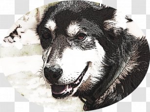 Siberian Husky Alaskan Malamute Dog Breed Bred By My Uncle - Alaska Transparent PNG