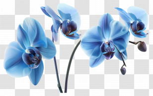 Orchid Flower - Beautiful Blue Orchid Flowers Transparent PNG