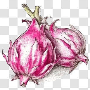 Sketch Dragon Fruit
 - Vibrant Pink Tropical Fruit Transparent PNG
