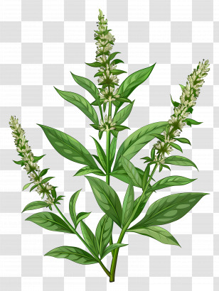 Mugwort - Botanical Illustration Of Green Plant With Flowers Transparent PNG