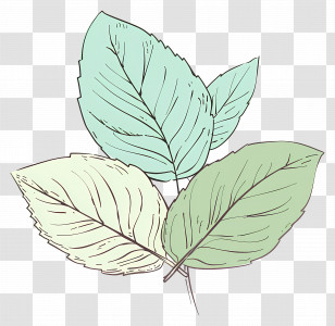 Leaf Mint - Hand-drawn Nature-inspired Leaves Transparent PNG