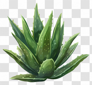 Aloe Vera - Aloe Vera Plant In Vibrant Green Illustration Transparent PNG