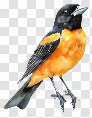Watercolor Bird - Orange And Black Bird Watercolor Painting Transparent PNG
