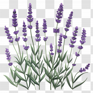 Garden Lavender - Illustrated Lavender Plants Transparent PNG
