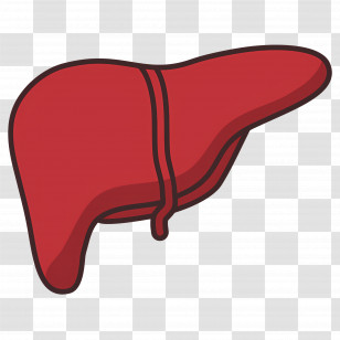 Liver - Detailed Red Liver Illustration In Flat Style Transparent PNG