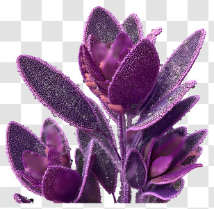 Purple Sage - Purple Plant With Textured Leaves Transparent PNG
