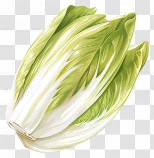 Endive - Fresh Green Endive Lettuce Illustration Transparent PNG