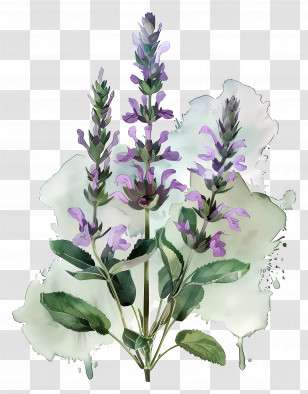 Lavender - Watercolor Lavender Plant Transparent PNG