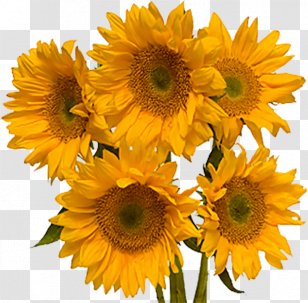 Humour Idea Desktop Wallpaper Flower - Yellow - Daisy Family Transparent PNG