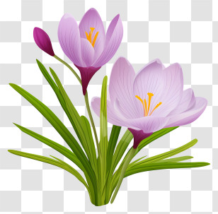 Crocuses - Light Purple Crocus Flowers Artwork Transparent PNG