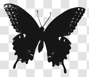 Butterfly Silhouette - Black Butterfly Silhouette Art Transparent PNG
