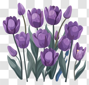 Purple Tulips - Beautiful Bouquet Of Purple Tulips Transparent PNG