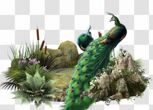Icon - Fauna - Open Pool Peacock Transparent PNG
