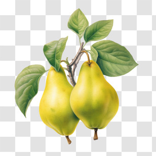 Pears Fruit
 - Green Pears Hanging From A Branch Transparent PNG