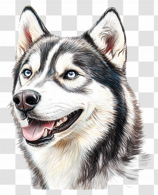 Dog Husky - Husky Dog In Realistic Illustration Style Transparent PNG