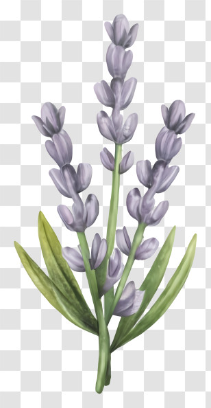 Cartoon - Lavender Plant With Purple Blossoms Transparent PNG