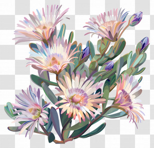 Ice Plant Flower - Beautiful Flower Bouquet Transparent PNG