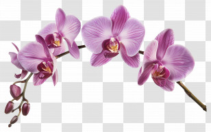 Orchid Flower - Pink Orchid Flowers On A Stem Transparent PNG