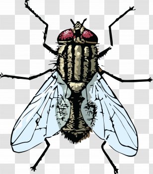 Housefly Clip Art - Fly Transparent PNG