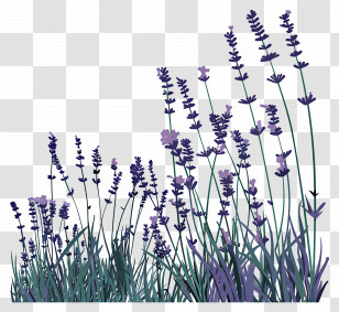 Lavender Landscape - Lavender Flowers In Bloom Transparent PNG