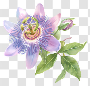 Passion Flower - Purple Passionflower With Leaves And Bud Transparent PNG