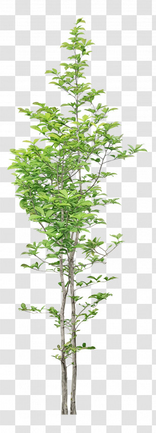 Plant Stem Larch Bambou Twig Shrub Transparent PNG
