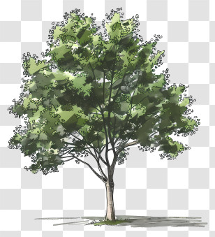 Elm Tree - Green Tree Illustration With Lush Leaves Transparent PNG