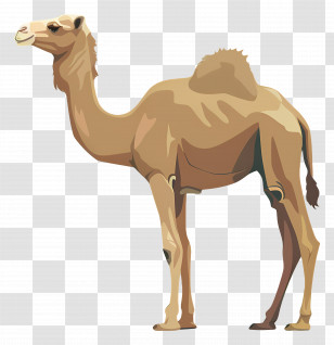 Camel - Illustration Of A Brown Camel With A Hump Transparent PNG