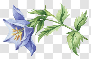 Cartoon - Bluebell Flower Botanical Illustration Transparent PNG
