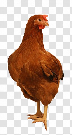 Rooster Leghorn Chicken Rhode Island Red Sussex Plymouth Rock - Freerange Eggs - Farm Transparent PNG